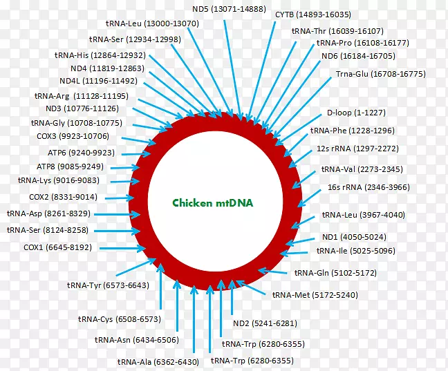 鸡线粒体DNA全基因组测序-母鸡种