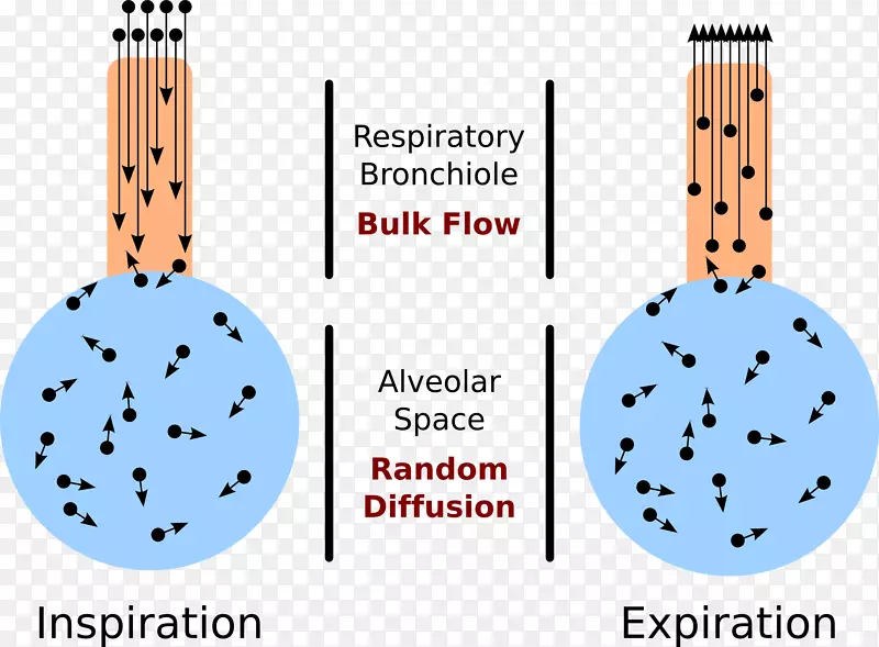 肺泡空气方程地-血通气/灌注比-血液肺泡大气