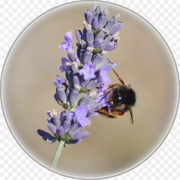 蜜蜂英国薰衣草大黄蜂-薰衣草