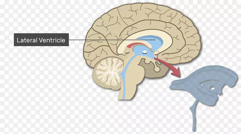 人侧脑室解剖-脑系统
