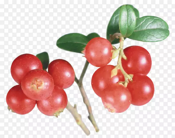 越橘巴巴多斯樱桃蔓越莓提取物-健康