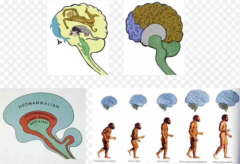 尼安德特人的大脑大小人脑人类进化-大脑