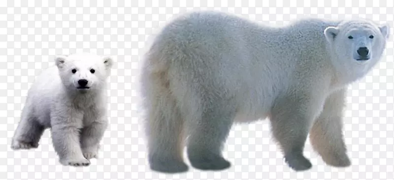 北极熊下载剪辑