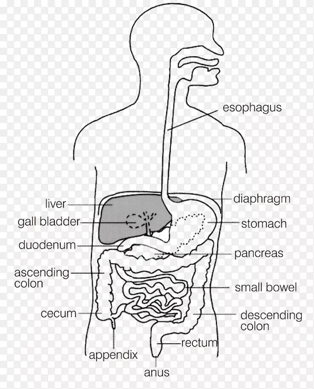 胃肠道大肠图小肠胃肠疾病