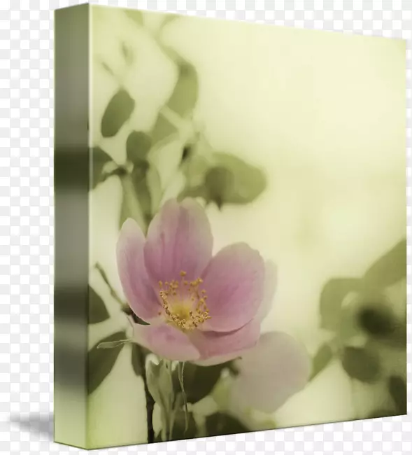 静物摄影花卉设计玫瑰家族设计