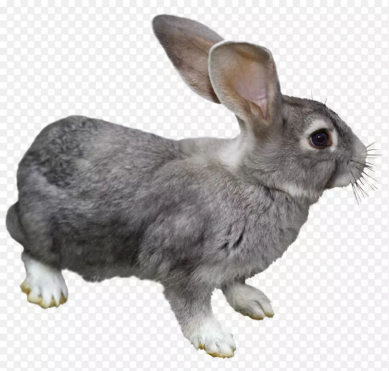 家养野兔安哥拉兔复活节兔-QG