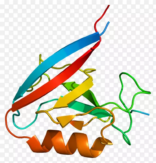 额尔宾蛋白-蛋白质相互作用-色素蛋白基因-表皮生长因子