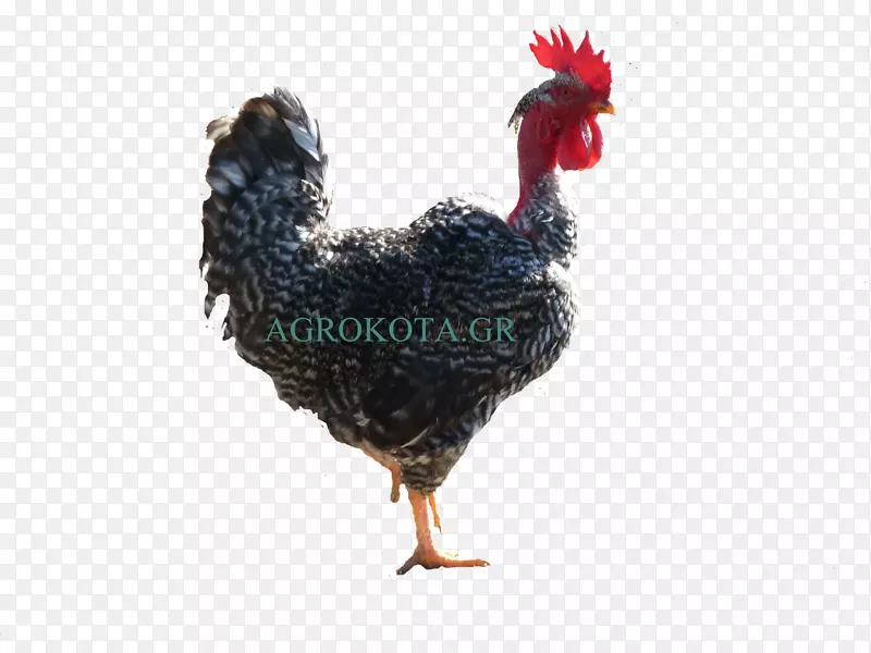 澳大利亚公鸡阿彭泽勒布莱克尔鸡作为食物-母鸡种