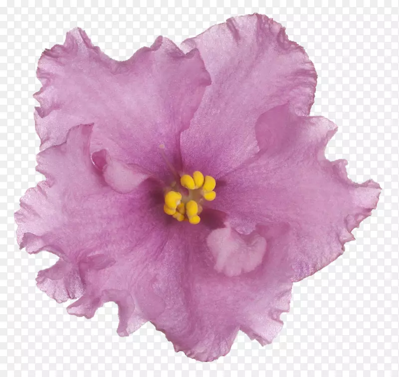 紫花剪贴画
