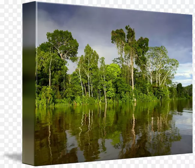 巴尤沼泽自然保护区生物群落水资源-亚马逊雨林