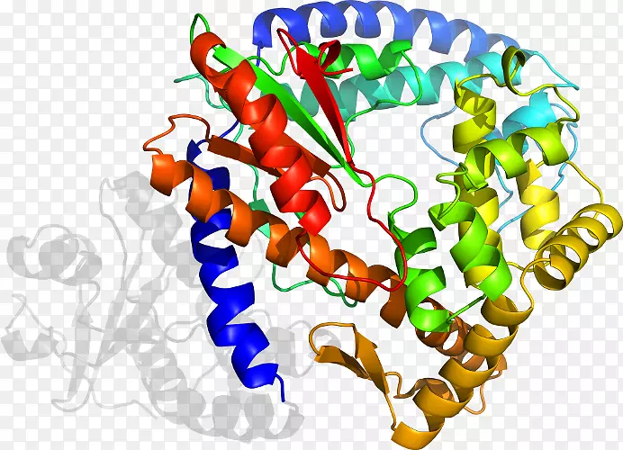 生物剪贴术-dna聚合酶Ⅲ全酶