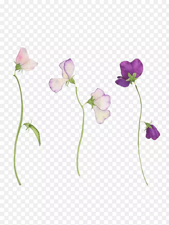 甜豌豆花纹身植物插图