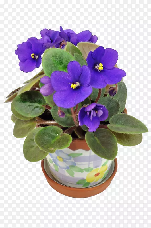 花盆摄影非洲紫罗兰
