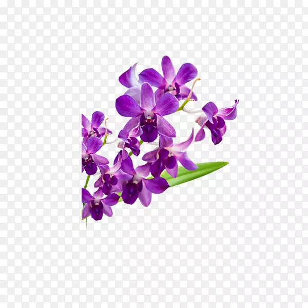 紫蛾兰花瓣