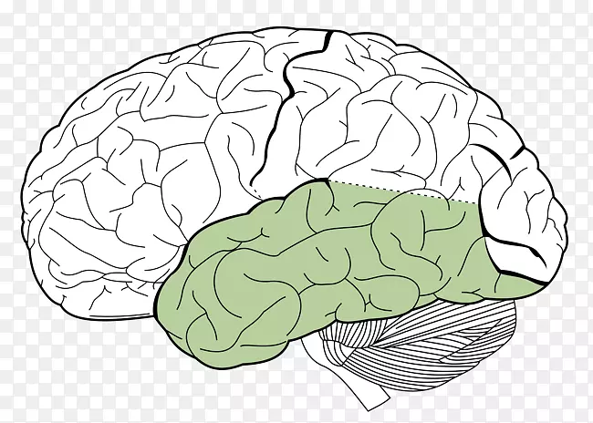 脑顶叶、额叶、枕叶-脑