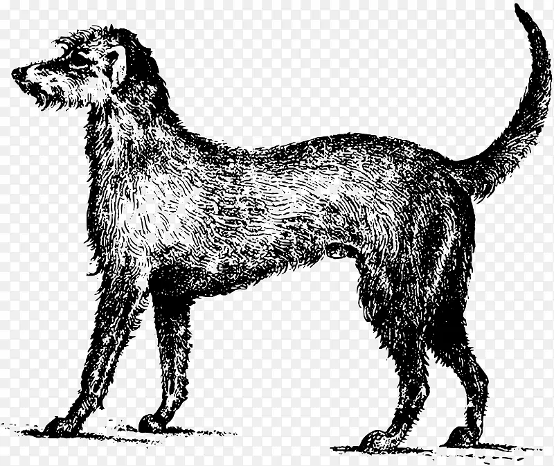 爱尔兰猎狼犬爱尔兰策划人高登塞特剪贴画-小狗