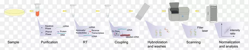 DNA微阵列分析技术分子生物学基因芯片分析技术