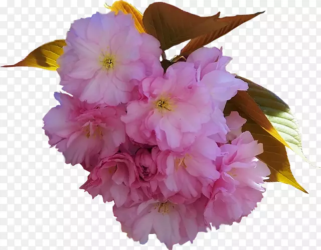 樱桃花粉红色m圣.au.150分钟v.unc.nr和草本植物-樱花