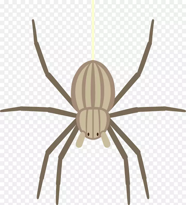 寡妇蜘蛛昆虫蜘蛛
