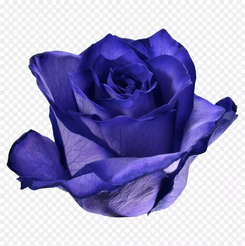蓝玫瑰花园玫瑰卷心菜切花玫瑰紫色