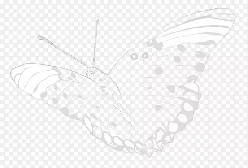 毛茸茸的蝴蝶素描-蝴蝶
