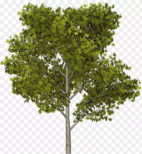 树木隐藏的生命：它们的感受，它们如何沟通-从一个神秘的世界松树中发现。