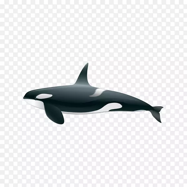 虎鲸普通宽吻海豚短喙普通海豚粗齿海豚图库西海豚