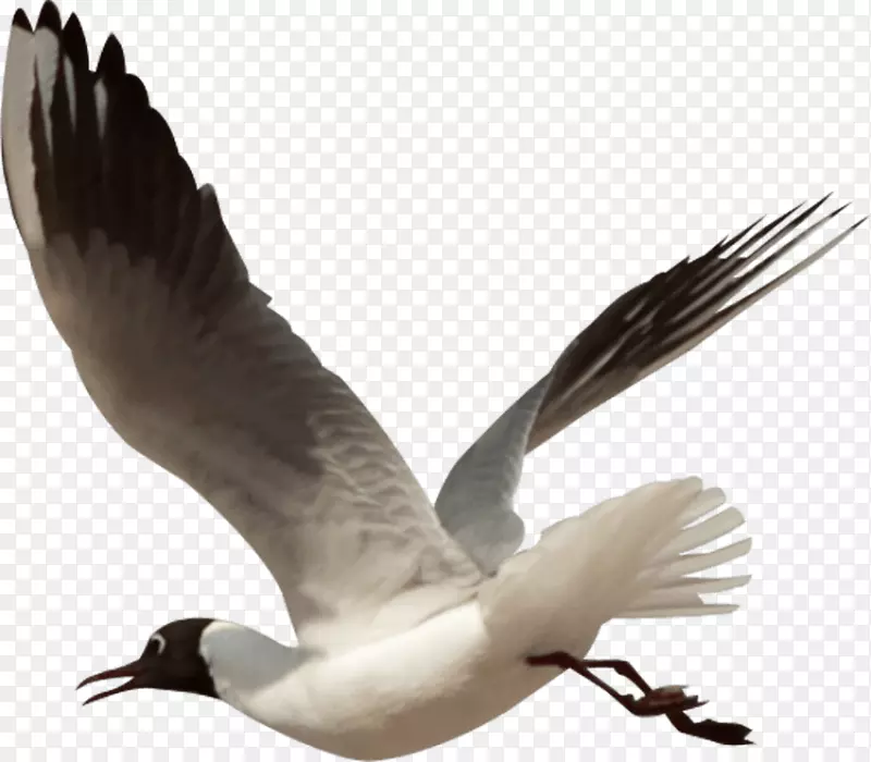 鸟鹅夹艺术-鸟