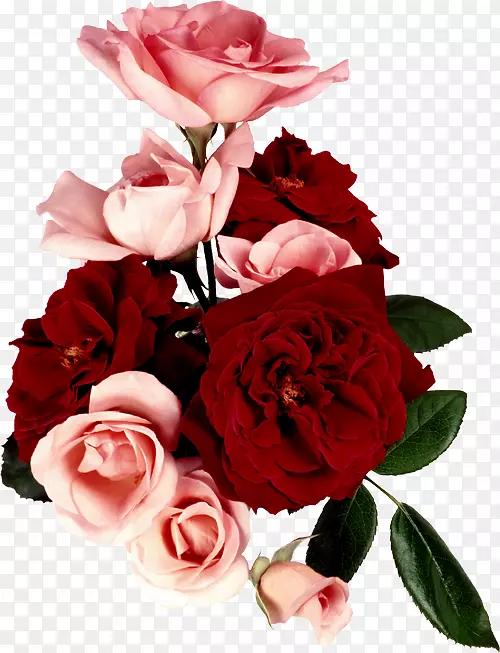 花园玫瑰花束情人节卷心菜玫瑰情人节