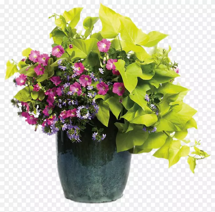 花盆扇贝容器花园花卉设计船型容器-花