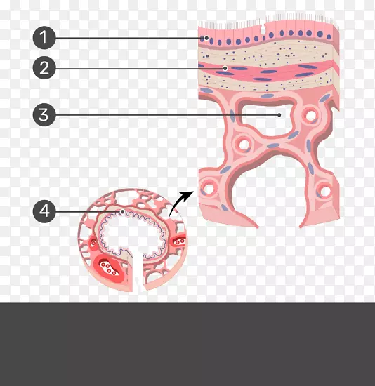 末梢细支气管解剖简单柱状上皮平滑肌组织-显示你自己