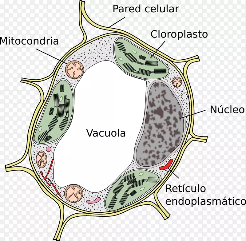 植物细胞液泡Cèl·Lula eucariota-植物