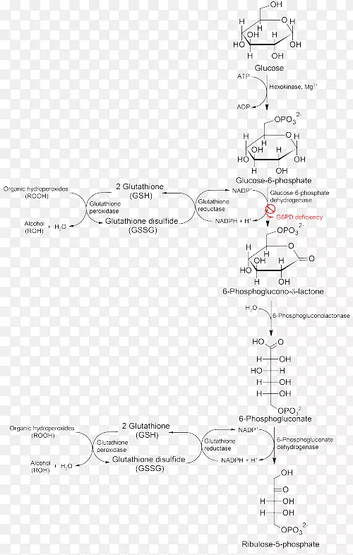 葡萄糖6-磷酸葡萄糖6-磷酸脱氢酶缺乏症磷酸戊糖途径果糖6-磷酸