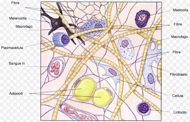 松散结缔组织基底物质细胞