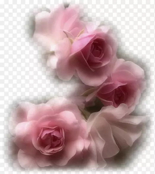 花园玫瑰花粉红色花