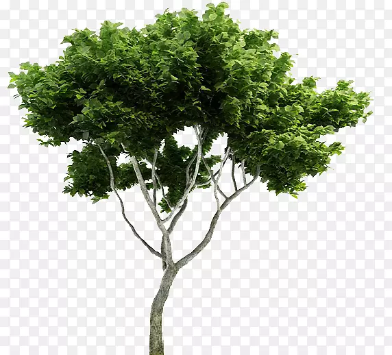 树枝植物常绿树