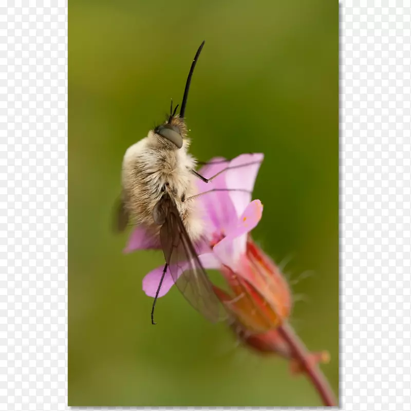 蜜蜂蛾花蜜花粉