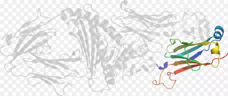 平面设计线艺术剪贴画-β2微球蛋白