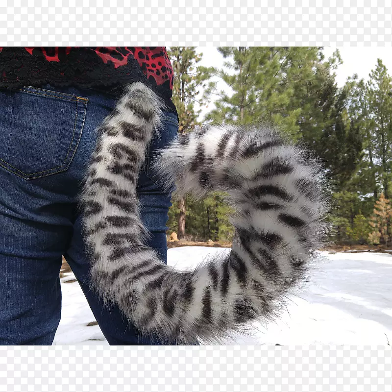 猫科豹尾毛茸茸的猫