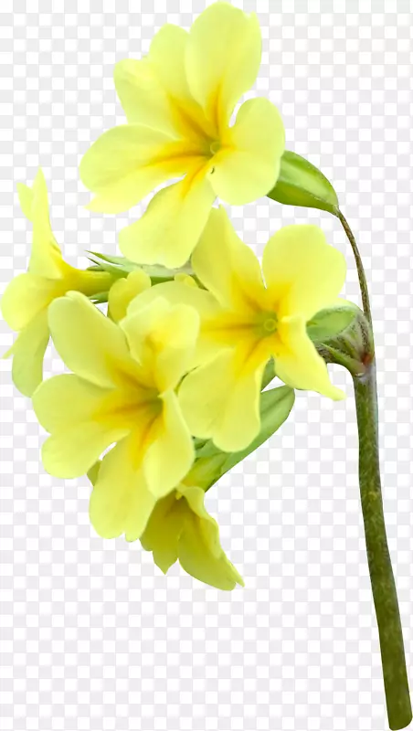 切花玫瑰花瓣