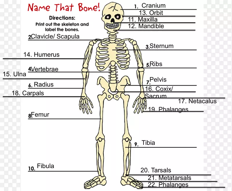 人类骨骼智人骨静水压骨骼-骨骼
