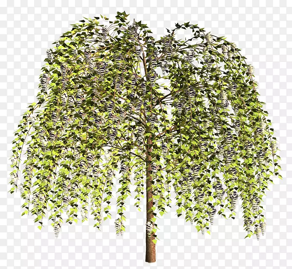 植物茎灌木分枝