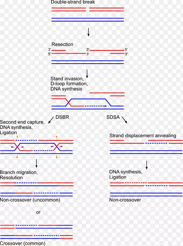 Holliday连接，遗传重组，同源重组，染色体交叉，同源染色体