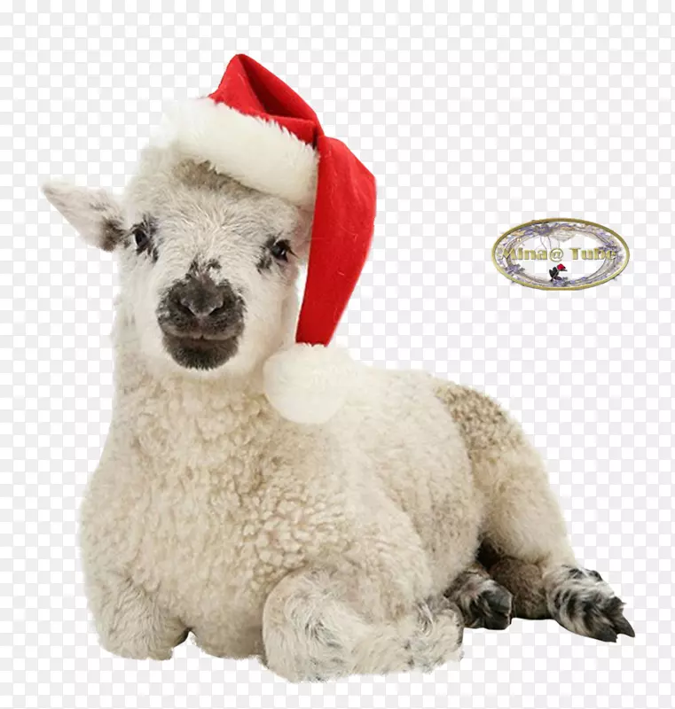 羊驼毛绒动物&可爱的玩具鼻子-羊