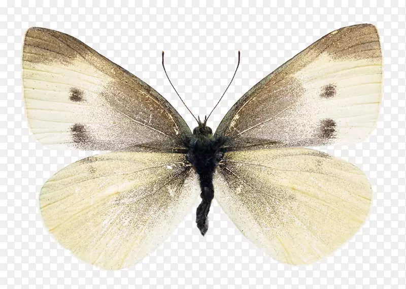 蝴蝶卷心菜白色昆虫标本摄影-蝴蝶