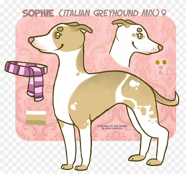 意大利灰狗鞭犬西班牙灰狗品种