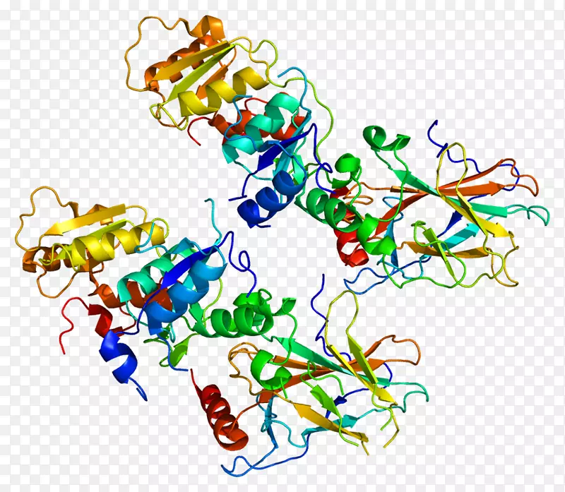 tp53bp1蛋白抑癌基因-dna聚合酶Ⅲ全酶