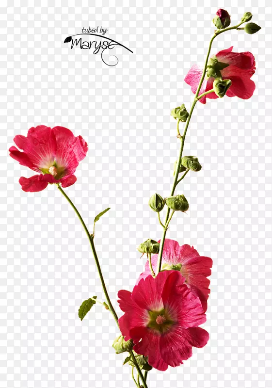 切花花卉设计植物茎花瓣花
