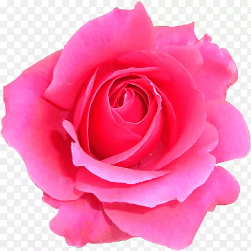 花园玫瑰窗框卷心菜玫瑰花健康-积极思考