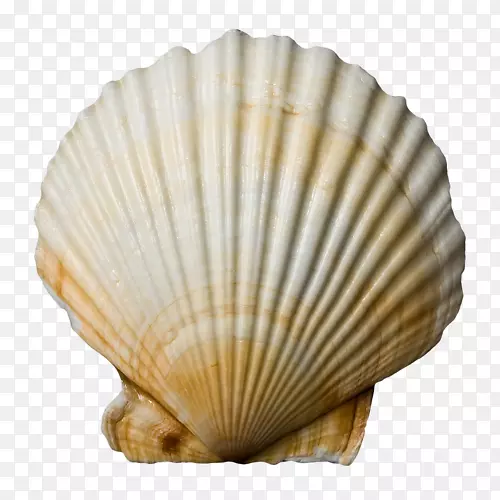 贝壳类软体动物-贝壳类